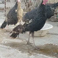 بوقلمون و مرغ و خروس