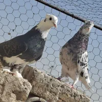 کبوتر سرور