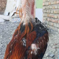 خروس لاری افغان