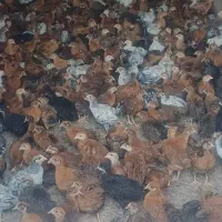 جوجه مرغ دورگ و محلی سالم واکسن خورده|حیوانات مزرعه|شیراز, رکن‌آباد|دیوار