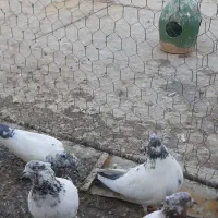 کبوتر|پرنده|رزن, |دیوار