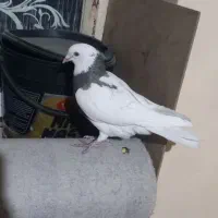 گوشی کفتر|موبایل|مسجد سلیمان, |دیوار