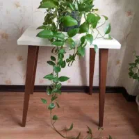 گل پتوس آپارتمانی