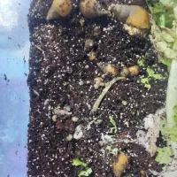 حلزون|خزنده|بیرجند, |دیوار