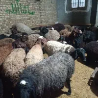 گوسفند جوان آبستن|حیوانات مزرعه|قزوین, |دیوار