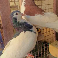 کفتر شهری یال