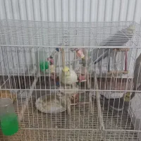 عروس هلندی|پرنده|گلبهار, شهر جدید گلبهار|دیوار