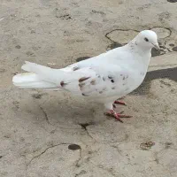 رنگی|پرنده|بندر ماهشهر, |دیوار