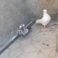 کبوتر ماده تهرانی|پرنده|آبدانان, |دیوار