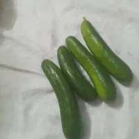 کاهو گوسفندی کیلو ۵هزار فوری تحویل