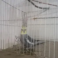 عروس هلندی
