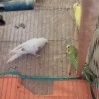 مرغ عشق سالم سرحال