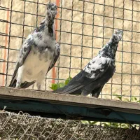 کبوتر پاکستانی