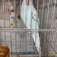 طوطی ملنگو اوپال آبی ماده مست با تست|پرنده|خاوران, |دیوار