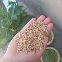 گندم دیم