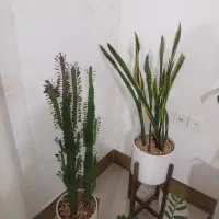 گل طبیعی دیفن سانسوریا عبایی زامفولیا کاکتوس|گل و گیاه طبیعی|مشهد, پنجتن|دیوار