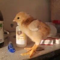 فروش جوجه های ۱۴ روزه لاری و برهمای اصیل با کیفیت|حیوانات مزرعه|رشت, چمارسرا|دیوار