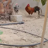 مرغ وخروس شهری ومهلی اصل|حیوانات مزرعه|قشم, |دیوار