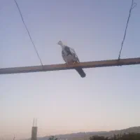 کفتر یا کبوتر|پرنده|گیان, |دیوار