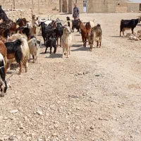 فروش بز|حیوانات مزرعه|کازرون, |دیوار