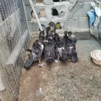 اردک خارجی|حیوانات مزرعه|گمیشان, |دیوار