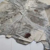 پوست دباغی شده گاو