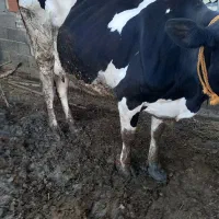 گاو و گوساله پنچ ماه|حیوانات مزرعه|گرگان, |دیوار