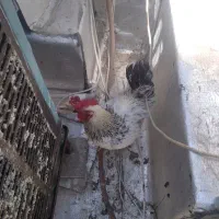 فروش خروس|حیوانات مزرعه|تهران, زیبادشت|دیوار