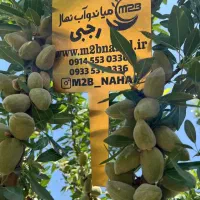 پیش فروش نهال بادام آذر مقاوم به کم آبی و خشکی