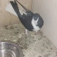 کفتر خوش رنگ|پرنده|محمدیه-قزوین, |دیوار