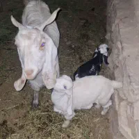 بز و بزغاله