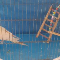 عروس هلندی  ماده