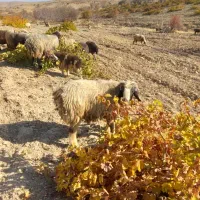 ۴۰ راس میش داشتی بره دار و آبستن سرگلون|حیوانات مزرعه|ارژن, |دیوار