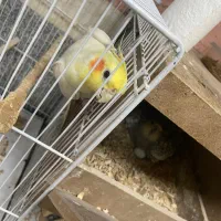 طوطی|پرنده|مشهد, ابوذر|دیوار