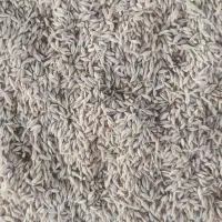 فروش جو بذری درشت ودرجه یک مهتاب