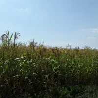 جارو