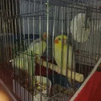 مرغ عروس هلندی