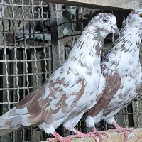 کبوتر پروازی درجه یک|پرنده|قائم‌شهر, |دیوار