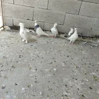 هفتا کبوتر|پرنده|شیراز, شهرک گلها|دیوار