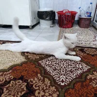 واگزاری گربه پرشین
