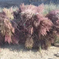 جارو محلی