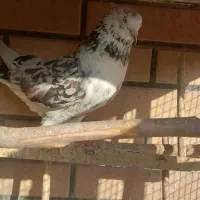 کفتر پرشی