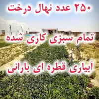 فروش گلخانه بزرگ/زیر فی/وام دارد/اقساطی هم می دهیم|فروش دفتر صنعتی، کشاورزی، تجاری|مشهد, سرافرازان|دیوار