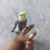 عروس هلندی سیامون|پرنده|رضویه, |دیوار