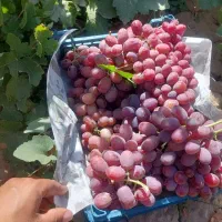 کشمش بیدانه و مویز|عمده‌فروشی|رشت, باهنر|دیوار