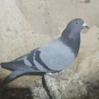 فروشی|پرنده|تیکمه داش, |دیوار