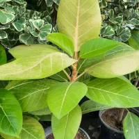 انواع فیکوس ، بنجامین ، دیفن|گل و گیاه طبیعی|مشکیندشت, |دیوار