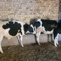 حیوانات|حیوانات مزرعه|قزوین, |دیوار