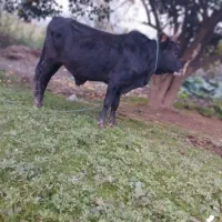 ورزا کوله آس|حیوانات مزرعه|کوچصفهان, |دیوار