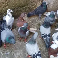 کبوتر
